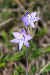 Thelymitra × truncata
