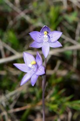 Thelymitra × truncata