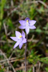 Thelymitra × truncata