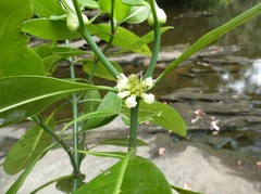 Psychotria psychotrioides