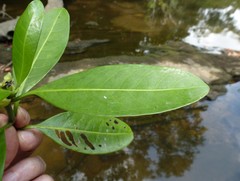 Psychotria psychotrioides