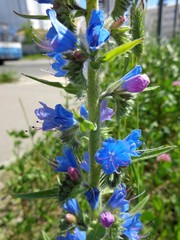Echium vulgare