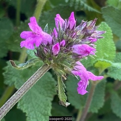 Betonica officinalis