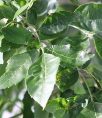 Fraxinus pennsylvanica