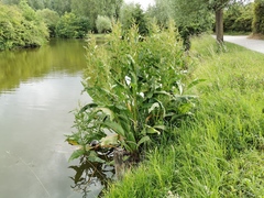 Rumex hydrolapathum