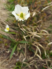 Ranunculus kuepferi