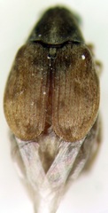 Algarobius prosopis
