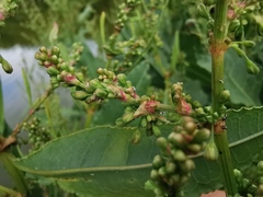Rumex hydrolapathum