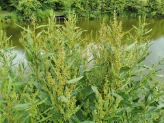 Rumex hydrolapathum