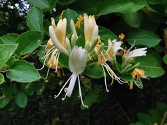 Lonicera japonica