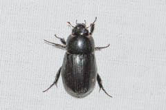 Dyscinetus