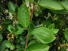 Lonicera japonica