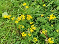 Lotus corniculatus