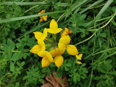 Lotus corniculatus