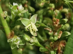 Rumex hydrolapathum