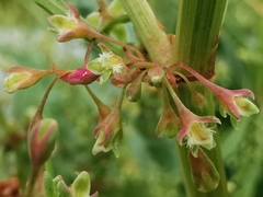 Rumex hydrolapathum