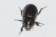 Dyscinetus