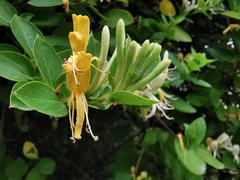 Lonicera japonica