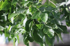 Fraxinus pennsylvanica