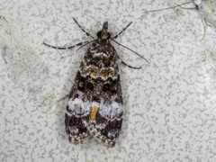 Eudonia protorthra