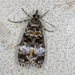 Eudonia protorthra - Photo (c) David Akers, some rights reserved (CC BY-NC), uploaded by David Akers