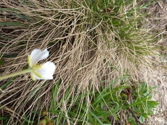 Ranunculus kuepferi