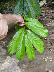 Strephonema pseudocola