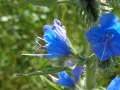 Echium vulgare