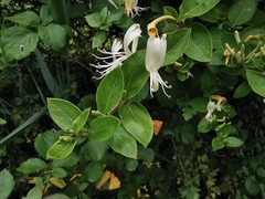 Lonicera japonica