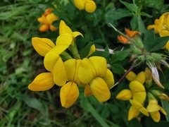 Lotus corniculatus
