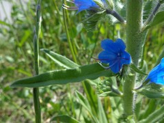 Echium vulgare