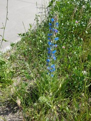 Echium vulgare