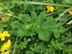 Lotus corniculatus