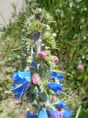Echium vulgare
