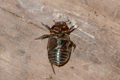 Dyscinetus