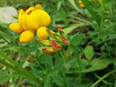 Lotus corniculatus