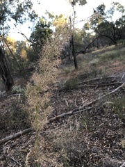 Austrostipa verticillata