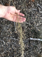 Austrostipa verticillata