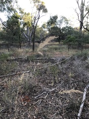Austrostipa verticillata