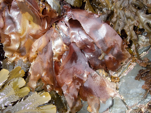 Dulse
