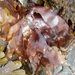 Dulse - Photo (c) Christine Morrow, some rights reserved (CC BY-NC), uploaded by Christine Morrow
