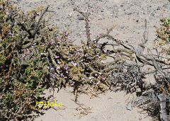 Junellia seriphioides