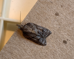 Platynota idaeusalis