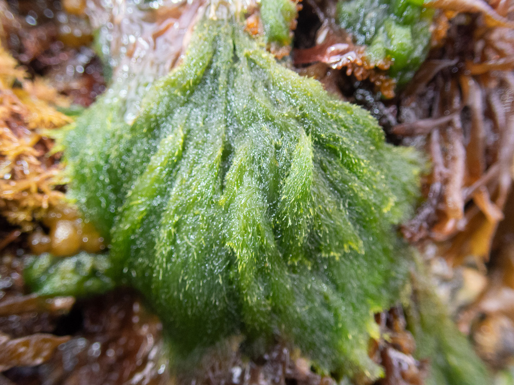 Green Tarantula Weed