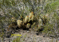 Trichocereus strigosus