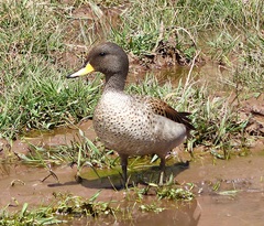 Anas flavirostris oxyptera