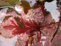 Odonthalia dentata