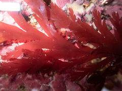 Odonthalia dentata