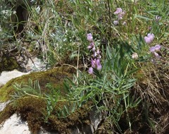 Vicia uralensis