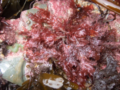 Phycodrys rubens